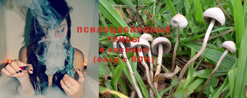 Псилоцибиновые грибы Magic Shrooms  OMG ССЫЛКА  Балахна 